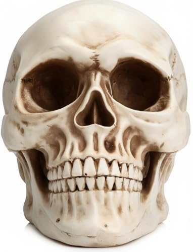 Stacknovo Halloween Skull Decoration - Realistic 7.9 Inch Life Size Skeleton Head Prop for Indoor & Outdoor Durable Plastic Skull Statue for Haunted House Party Gift