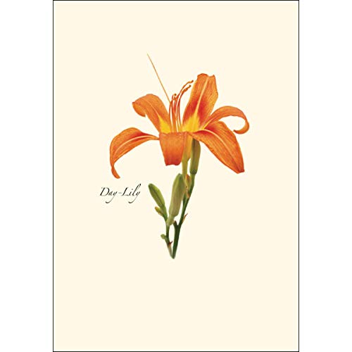 Image of Earth Sky + Water - Wildflower Assortment Notecard Set - 8 Blank Cards with Envelopes (4 each of 2 styles)