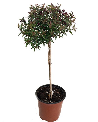 Biblical Myrtle Herb Plant - Myrtus - Ancient Herb - 4.5' Pot - Topiary