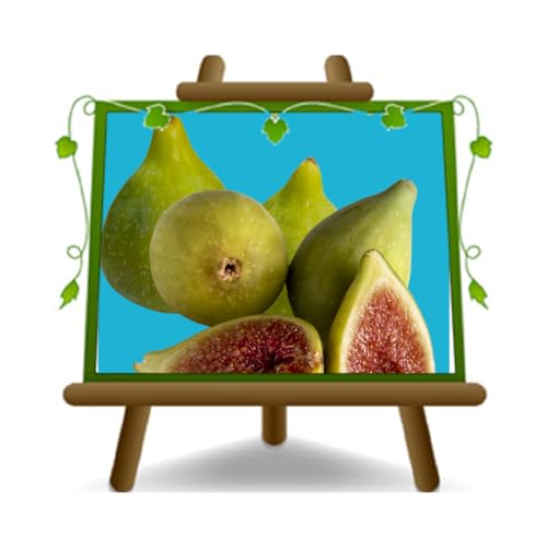 EURO PLANTS VIVAI Fico Melanzana Bianca - Pianta da frutto Antico su vaso da 20 cm. - *Altezza: 150~170 cm. - Età 2 anni