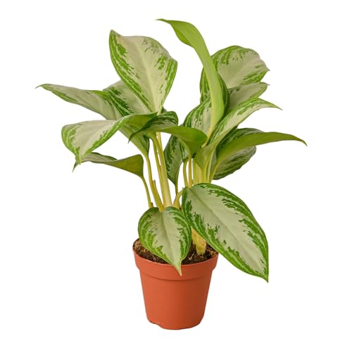Chinese Evergreen 'Silver Bay' | Live Plant for Indoor & Outdoor | for