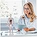 Human Body Structure Model, 3D Human Body Model for Kids with Removable Bones, Organs and Blood Vessels for Anatomy.
