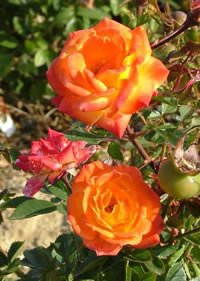 Apuldram Roses "IRISH EYES" - Floribunda Bush rose (Potted)