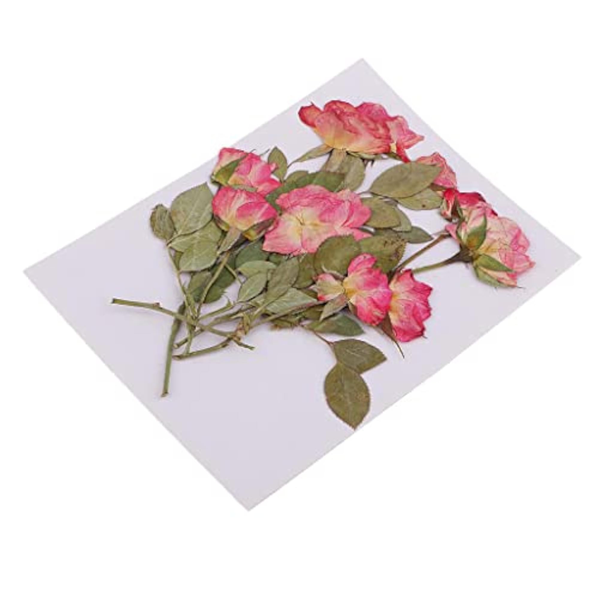 Real Pressed Dried Flowers Rose with Leaves for Craft
