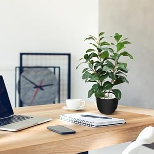 HUAESIN 17 inch Artificial Indoor Plants Faux Plant Peperomia Leaf Ficus Plant Realistic Small Fake Office Desk Tree for Home Kitchen Farmhouse Bathroom Bedroom Evergreen Decor HUAESIN 17 inch Artificial Indoor Plants Faux Plant Peperomia Leaf Ficus Plant Realistic Small Fake Office Desk Tree for Home Kitchen Farmhouse Bathroom Bedroom Evergreen Decor