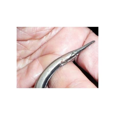 Amazon 熱帯魚 スポッテッド ガー ｓサイズ 名生園 こだわりの生体をお届けします 名生園 観賞魚 水中生物 通販