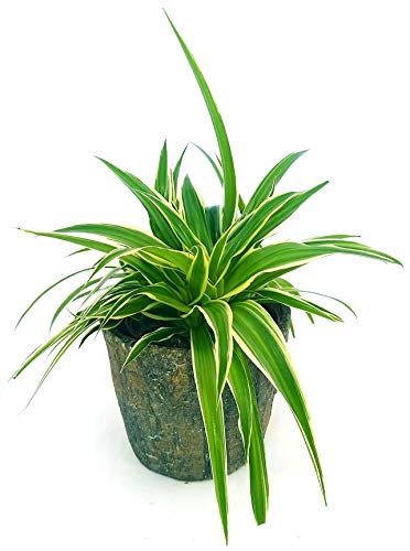 POWERS TO FLOWERS - CHLOROPHYTUM, FALANGIO IN VASO CERAMICA EFFETTO CORTECCIA, vaso 13cm, pianta vera