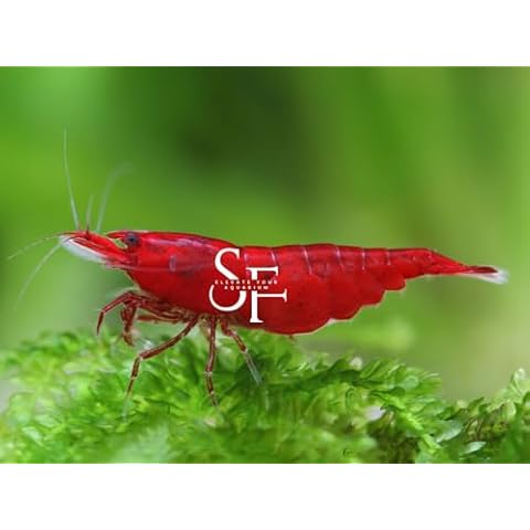 SF Aquatic™ 10 Premium Bloody Mary Neocaridna Live Freshwater Aquarium Shrimps for Aquarium. Adults Beeding Age. Live Arrival Guarantee. Cover