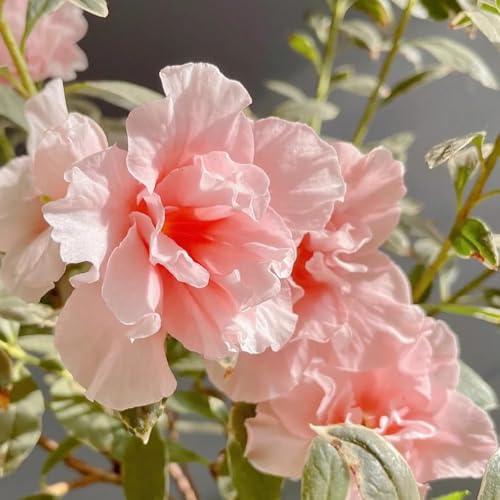 350 pezzi semi di rododendro - Le perenne sono perenne resistenti