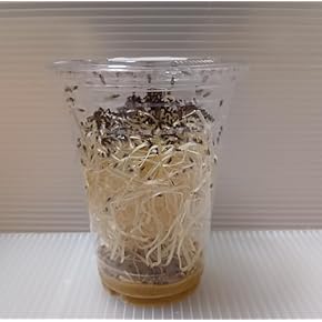 爬虫類・両生類のエサ ADL50 ADM20 H20 ML10 RH10 爬虫類・両生類のエサ ADL50 ADM20 H20 ML10 RH10 奇虫・両生類