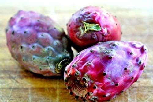 Miniatura 2 de Sweet Red Prickly Pear Cactus Seeds G76, 40 Semillas, Indias Higo Semillas (Calidad Premium)