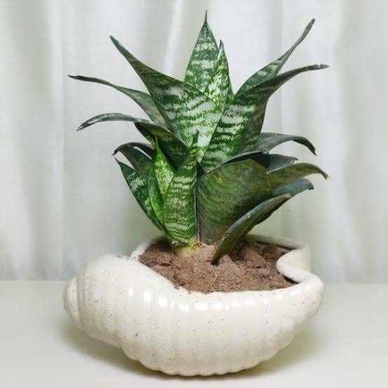 Sansevieria Dwarf Green Snake Plant/Kalpataru Indoor Plant/Mini Green Snake Plant (Pack of 1)-picture-22