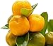 Calamondin - naranjo enano de interior - cítricos comestibles - maceta cerámica...