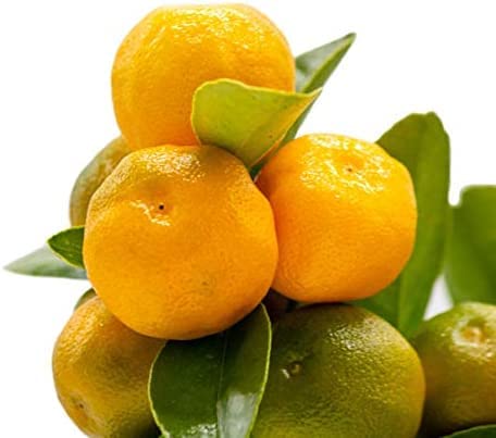 Agrumes En Pot Calamondin, Citronnier, Kumquat à 11,99€ Chez Lidl