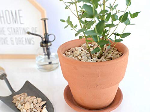 Amazon | LAND PLANTS ユーカリ （グニー) 皿付テラコッタ オレンジ