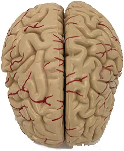 Model Anatomii, Model Pedagogiczny, Model Ludzkiego Mózgu, Anatomia, Mózg Naczyniowo-Mózgowy, Model Struktury Neuronowej, 8 Części Do Medycznych Materiałów Edukacyjnych, Model Nauki