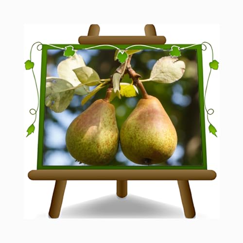 EURO PLANTS VIVAI Poirier Conférence plante fruitière ancienne en pot 20 cm hauteur 150-170 cm - Âge 2 ans