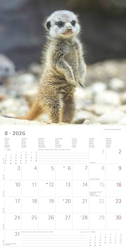 Alpha Edition - Erdmännchen Kalender 2026 – Wandkalender 30x30 cm – Für Tierfreunde & Erdmännchen-Fans – 12 bezaubernde Fotografien, viel Platz für Notizen, mit Feiertagen & Ferienterminen: Suricates