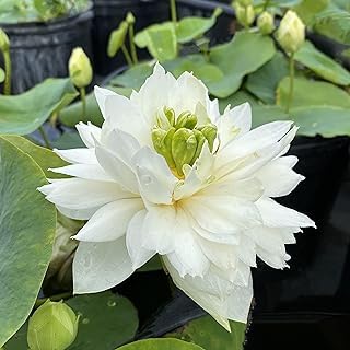 Image of Very Beautiful All Season White Water Lotus(Pack Of-1) /Water Kamal /Water Lily Plant (TUBER) Original Hybrid Veriety Blloming With In 30 Days For Outdoor & Indoor Live Plant.