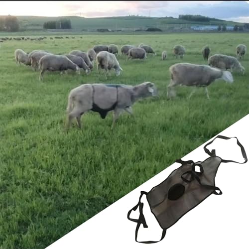 Tablier anti-élevage pour chèvres avec sangle réglable - 2