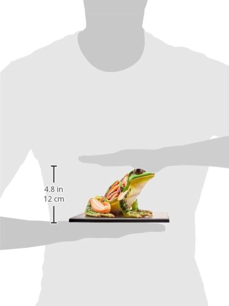 Amazon | 立体パズル 4D VISION 動物解剖 カエル解剖モデル