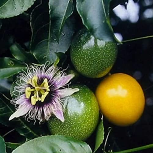 180+ Passion Fruit Seeds For Planting #TOP2