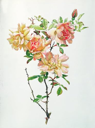 Tableaux Graffiti Art Mural Rosa Chinensis Grand Format pour Rénover un Mur Blanc