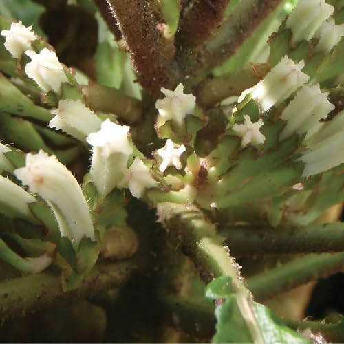 Sabeas Baby - 43. Episode - Hokulani und Nalu