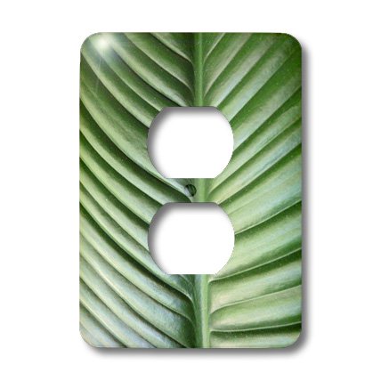 Couvercle d'interrupteur d'éclairage Palm Frond From Boca Raton de haute finition graphique