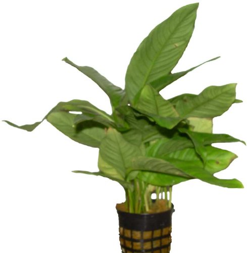 Preisvergleich Produktbild Aquariumpflanzen Anubia Mutterpflanze, Wasserpflanzen