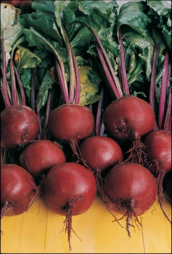 Gold Beetroot Plug Plants (12 Plugs, Gold)