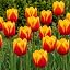 Red|Yellow Passion | 25 Tulips Mix