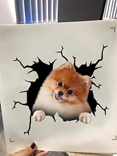 Pomeranian Stickers Decals Pomeranian Dog Gifts Funny Warning Car Sticker for New Driver 3D Trucking Aufkleber