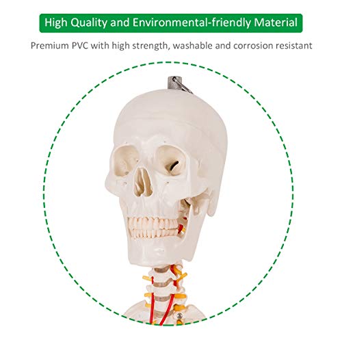 Giantex B010L18XEW Life Size 70.8 Inch Human Anatomical Anatomy Skeleton Medical Model + Stand thumb #5