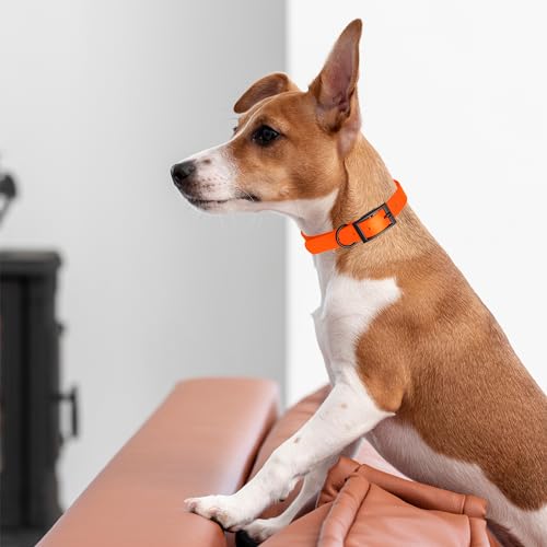 Image of Dogline Biothane Waterproof Dog Collar Strong Coated Nylon Webbing with Black Hardware Odor- Proof for Easy Care Easy to Clean High Performance Fits Small Medium or Large Dogs, Hunter Orange