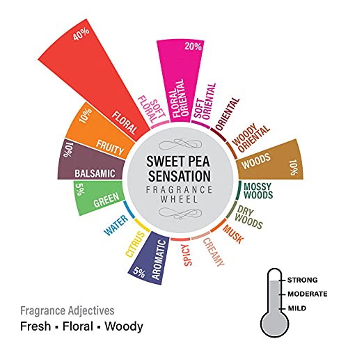 Image of EKAM Sweet Pea Scented Votive Candle - 40 Grams Each - 10 Hours Burn Time - Ideal for Diwali, Home Decor & Gifting