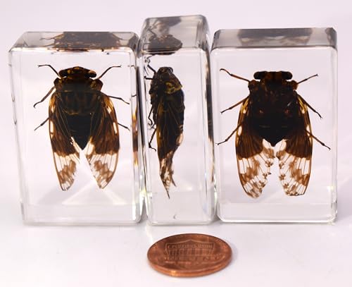 Image of 44mm Real Cicada in Crystal Clear Lucite Resin Crafts Specimen Preserved Various Animal Insect Bug Taxidermy Collection for Biology Science Education & Desk Ornament Display Supplies