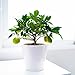 Lakeland o limonella - limonero enano de interior - planta viva -...