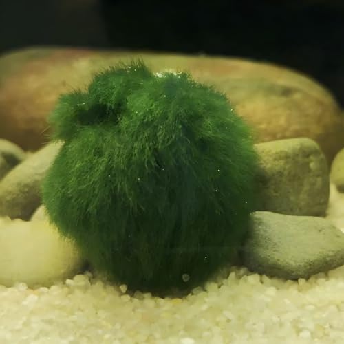 RWSEFK 8-Pack Live Moss Pebbles