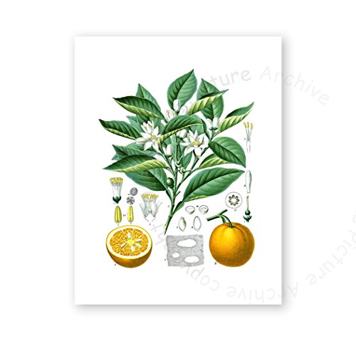 Gnosis Picture Archive Kitchen Art Decor Set Of 6 Unframed Art Lemon Orange Fruit Vintage Botanical Wall Decor #TOP3