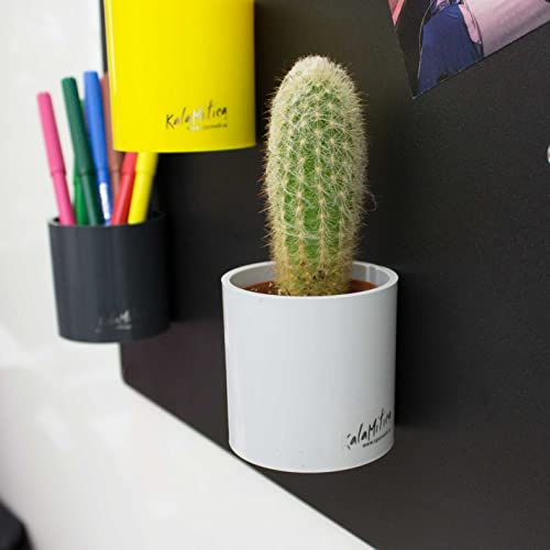 KalaMitica - Set di 3 Cilindri Magnetici 6,5 cm