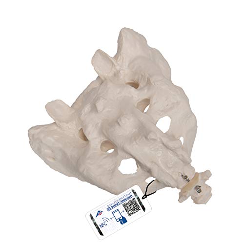 Image of 3B Scientific A70 /6 Sacrum and Coccyx Model, 7.9 inch x 5.9 inch x 5.9 inch