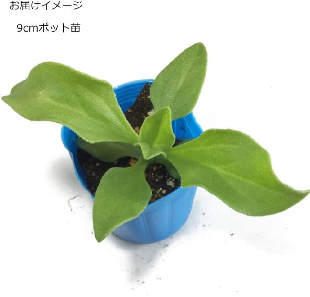 Amazon | アイスプラント 9cmポット苗 | 野菜