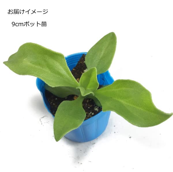 Amazon | アイスプラント 9cmポット苗 | 野菜