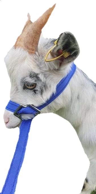 Goat or Sheep Halter (Royal)