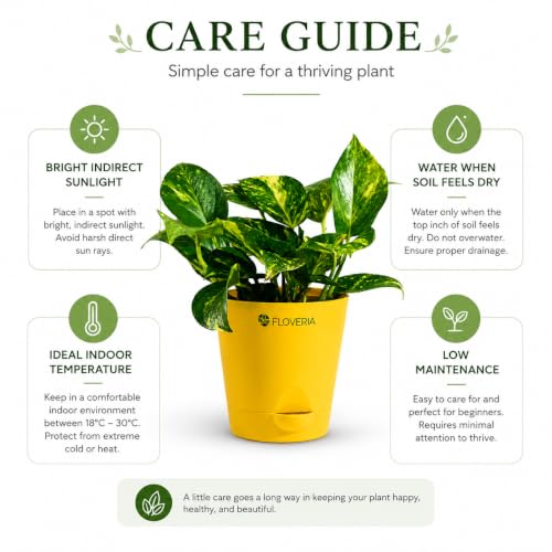 Image of Money Plant Indoor Live Plant with Pot | Low Maintenance Live Plants Indoor | Air Purifying Real Plant for Home, Office & Bathroom | Home Decor Plant | Self Watering Indoor Plant