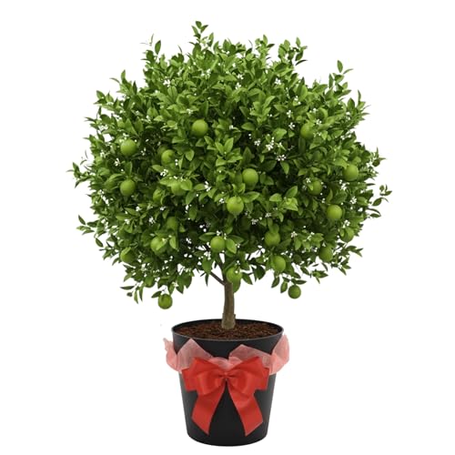 Bearing Fruit Thai Lime Tree Live Plant 2 Years Old in 3 Gallon Pot Already Bearing Fruit Cold Hardy and High-yielding Fragrant Citrus Trees