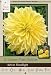 Kelvin Floodlight Dinnerplate Dahlia - 2 Bulb Clumps