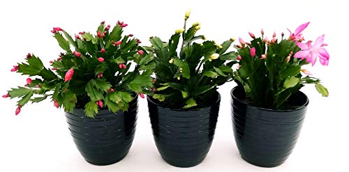 POWERS TO FLOWERS - SCHLUMBERGERA MIX, 3 PIANTE, Vaso 14cm, Natalina, Pasqualina, Rhipsalis, piante vere