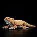 Kuscheltier 46 cm Simulation Pogona Vitticeps Lguana Lizard Nettes realistisches gefülltes Plüschtier Weiche Agamidae Tiere Puppenmodell für Kindergeschenke